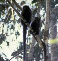 Image of: Callicebus moloch (dusky titi)