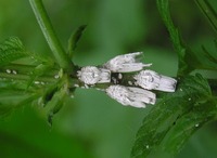 Orthezia urticae - Ensign Coccid