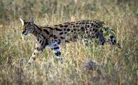 Image of: Leptailurus serval (serval)