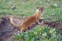 Image of: Mustela altaica (mountain weasel)