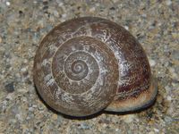 Eobania vermiculata - Chocolate-band Snail