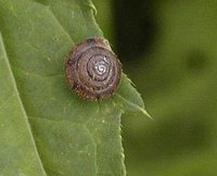 Trichia hispida - hairy helicellid