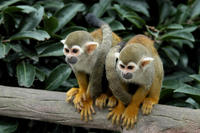 Image of: Saimiri sciureus (South American squirrel monkey)