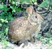 Image of: Sylvilagus palustris (marsh rabbit)