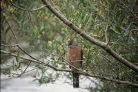 Accipiter cooperii - Cooper's Hawk