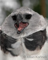 Harpia harpyja - American Harpy Eagle