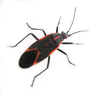 Image of: Leptocoris trivittatus (box elder bug)