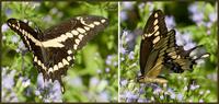 Image of: Papilio cresphontes