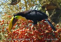 Ramphastos swainsonii - Chestnut-mandibled Toucan