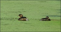 Tachybaptus ruficollis - Little Grebe