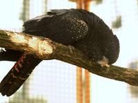 Calyptorhynchus banksii - Red-tailed Black-Cockatoo