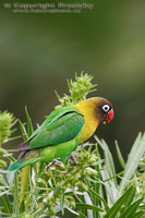 Agapornis personata - Yellow-collared Lovebird