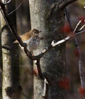 Image of: Catharus guttatus (hermit thrush)