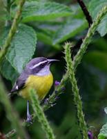 Image of: Coereba flaveola (bananaquit)