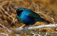 Image of: Irena puella (Asian fairy-bluebird)