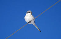 Image of: Lanius sphenocercus (Chinese grey shrike)