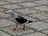 Image of: Leucophaeus scoresbii (dolphin gull)