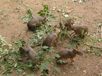 Dolichotis patagonum - Patagonian Mara