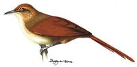 Image of: Phacellodomus ruber (greater thornbird)