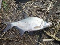 Abramis brama - Aral Bream