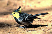 Image of: Sylviparus modestus (yellow-browed tit)