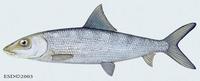 Image of: Albula vulpes (bonefish)