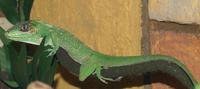 Image of: Anolis equestris (knight anole)