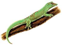 Image of: Phelsuma madagascariensis