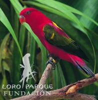 Chattering Lory - Lorius garrulus