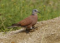 Red Collared Dove - Streptopelia tranquebarica