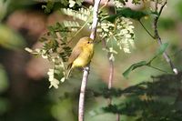 Golden-bellied Flyrobin - Microeca hemixantha