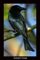 Spangled Drongo