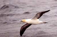 Cape Gannet - Morus capensis