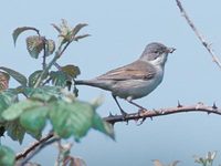 Whitethroat (Sylvia communis) photo