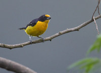 Violaceous Euphonia (Euphonia violacea) photo