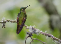 Chestnut-breasted Coronet (Boissonneaua matthewsii ) photo