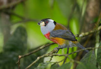 Toucan Barbet (Semnornis ramphastinus) photo