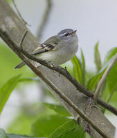 White-tailed Tyrannulet (Mecocerculus poecilocercus) photo