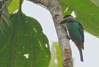 Golden-eared Tanager (Tangara chrysotis) photo