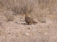 Namaqua Sandgrouse - Pterocles namaqua