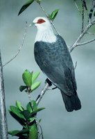 Comoro Blue-Pigeon - Alectroenas sganzini
