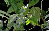 Scarlet-shouldered Parrotlet - Touit huetii