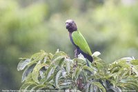 Red-fan Parrot - Deroptyus accipitrinus