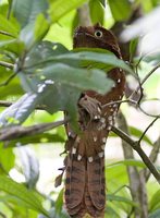 Rufous Potoo - Nyctibius bracteatus