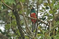 Black-tailed Trogon - Trogon melanurus