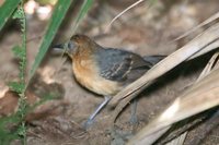 Black-headed Antbird - Percnostola rufifrons