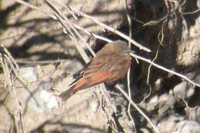 Cliff Flycatcher - Hirundinea ferruginea