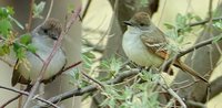 Ash-throated Flycatcher - Myiarchus cinerascens