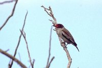 Masked Tityra - Tityra semifasciata