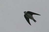 Bank Swallow - Riparia riparia